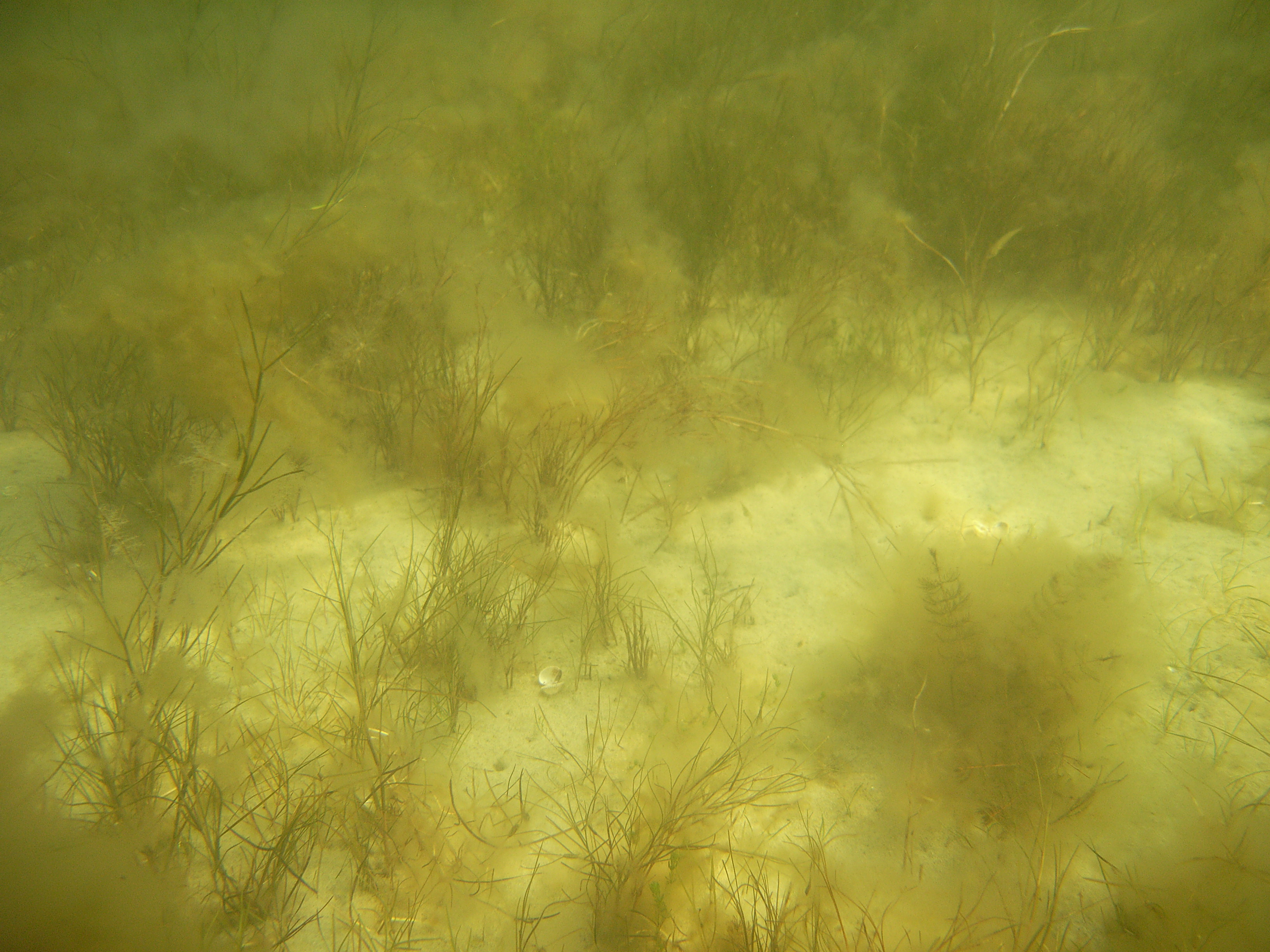 Na zdjęciu widać łąkę podwodną w zalewie Puckim składającą się z zielonych traw i wodorostów