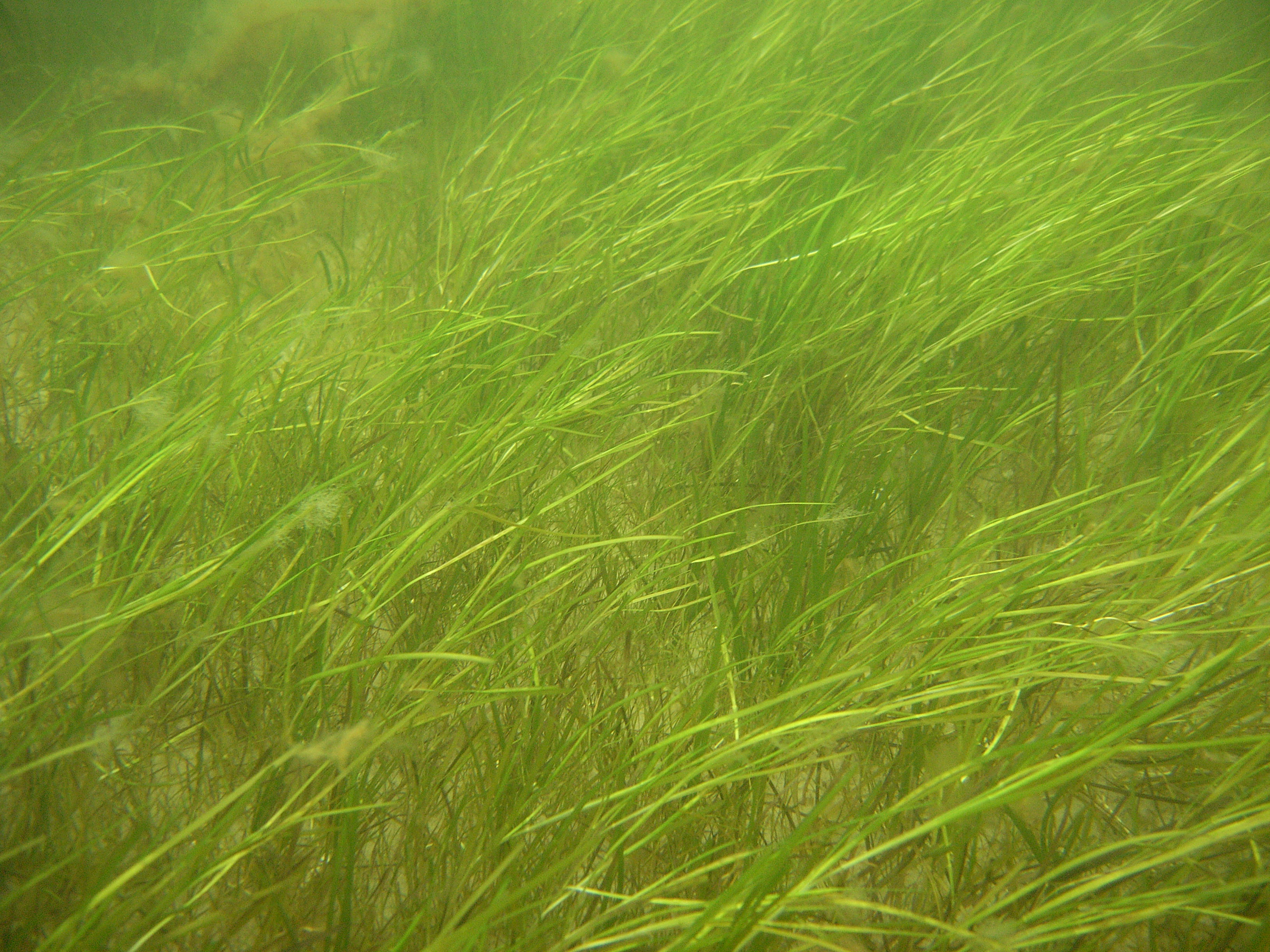 Na zdjęciu widać łąkę podwodną w morzu Bałtyckim składającą się z zielonych traw i wodorostów  