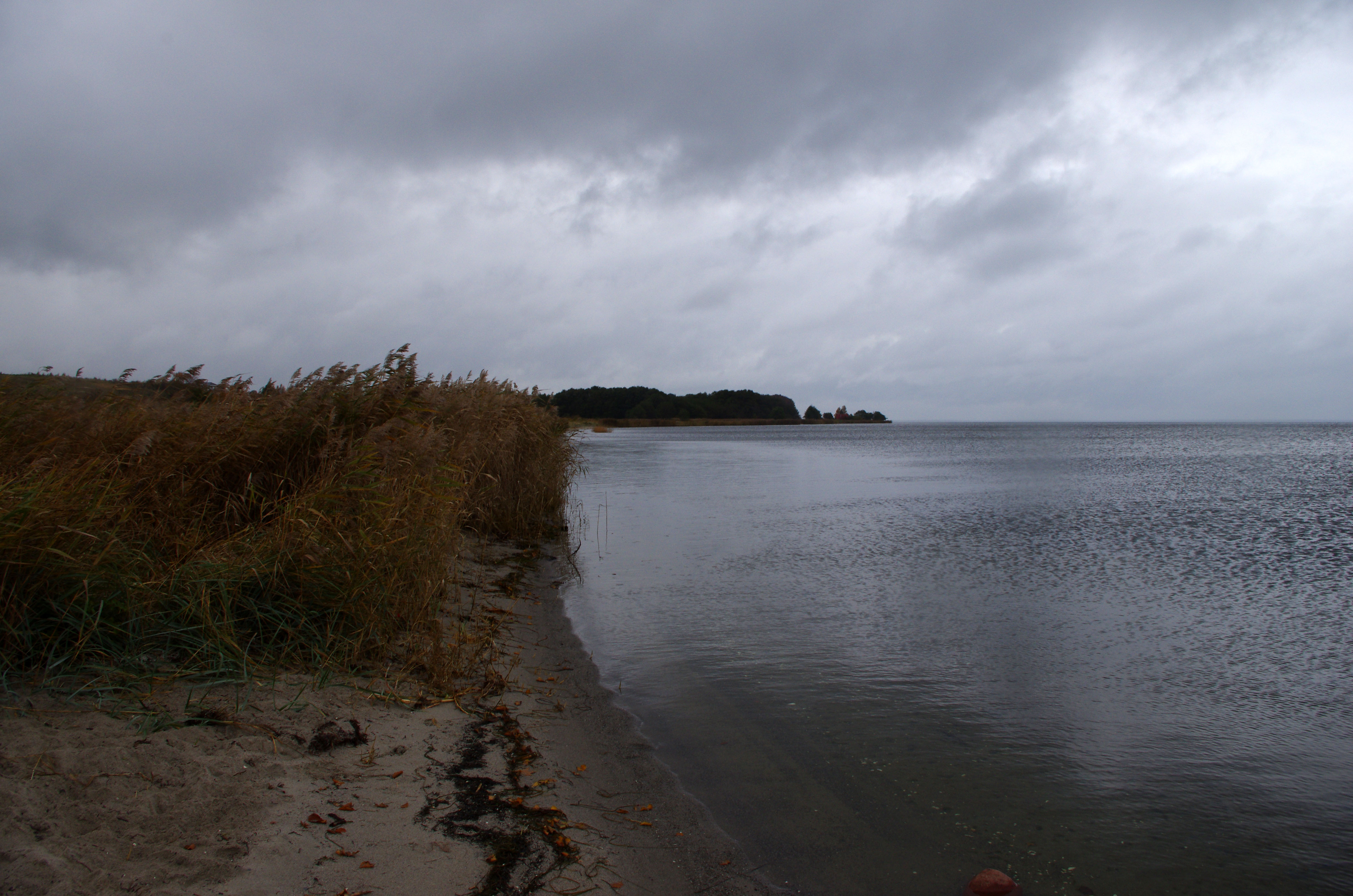 Na zdjęciu widać plażę porośniętą trzcinami graniczącą z dużą płytką zatoką należącą do morza Bałtyckiego.