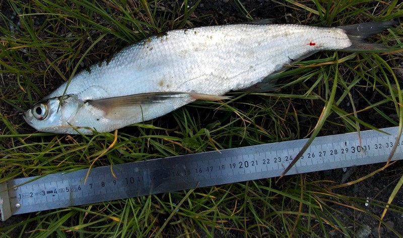 Fish length of about 30 centimeters lying on the grass, under the fish is a steel measuring tape.