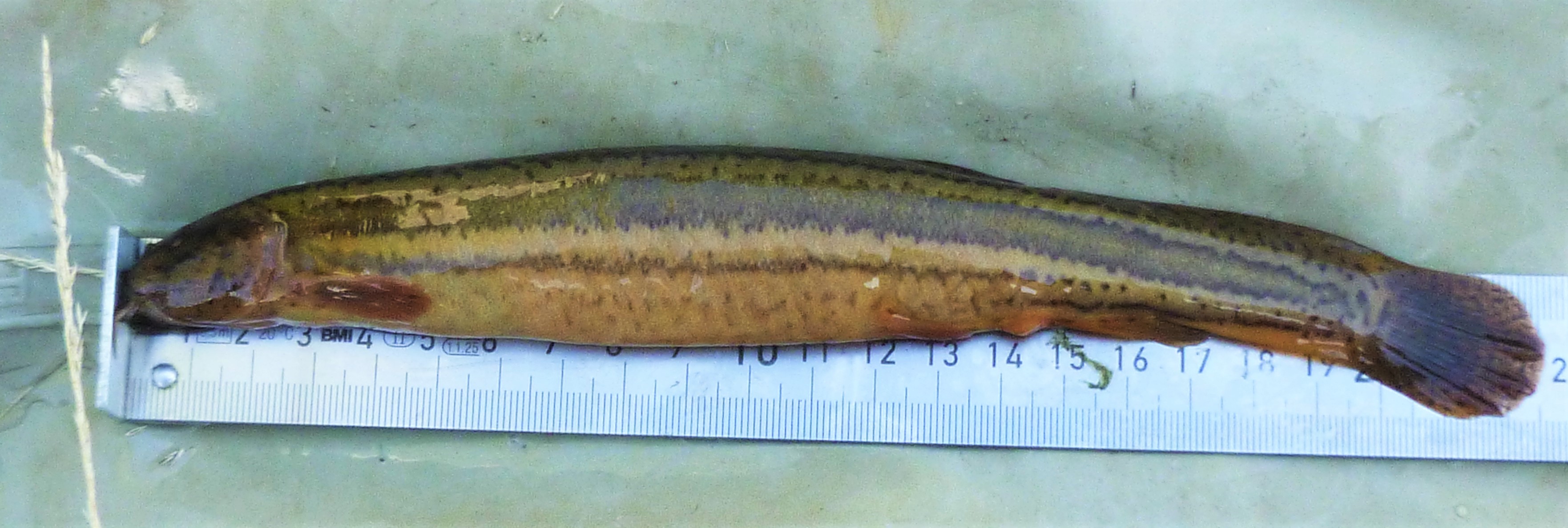 Ryba piskorz długości około 20 cm leżąca na stalowej miarce