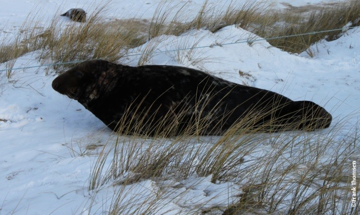 Samiec foki szarej wylegujący się na plaży. Sceneria zimowa.