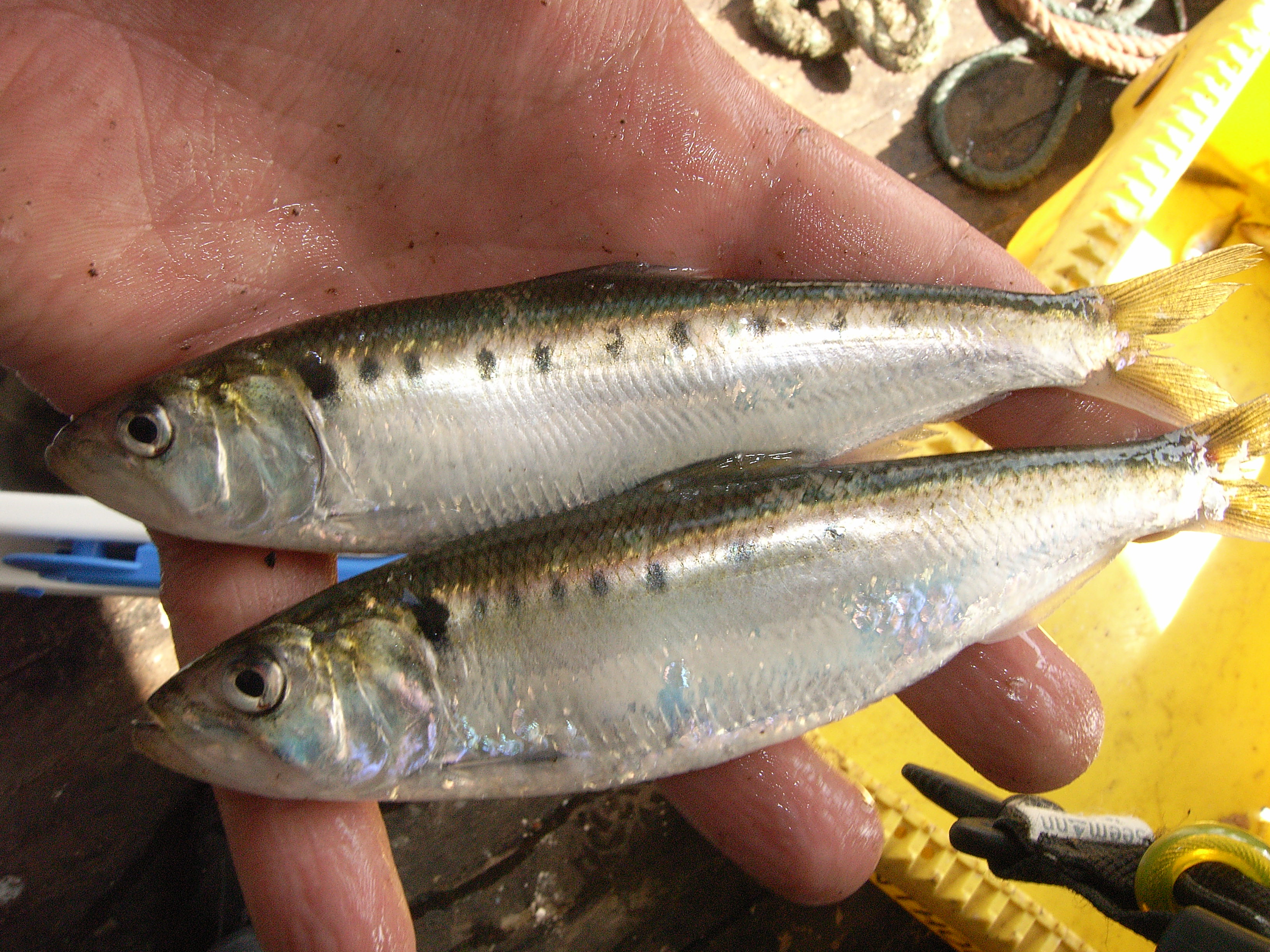 Two fish lying on hand