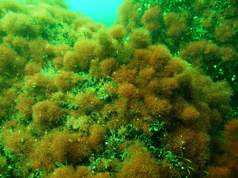 Fragment głazowiska na Ławicy Słupskiej. Na zdjęciu widać podwodne rośliny w odcieniach od zieleni do brązu 