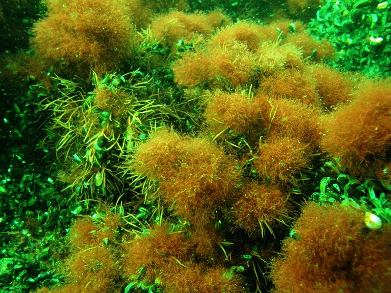 Fragment głazowiska na Ławicy Słupskiej. Na zdjęciu widać podwodne rośliny w odcieniach od zieleni do brązu 