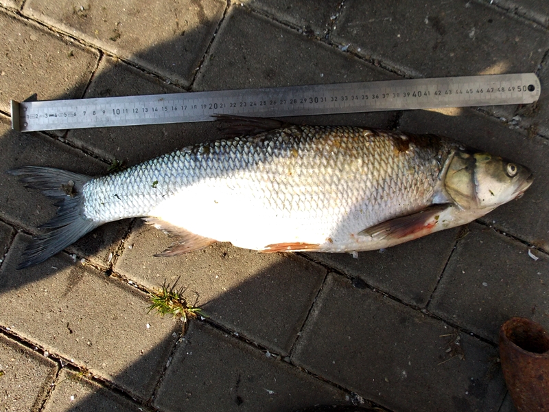 Ryba Boleń długości około 50 cm leżąca na chodniku, nad nią znajduje się miarka 