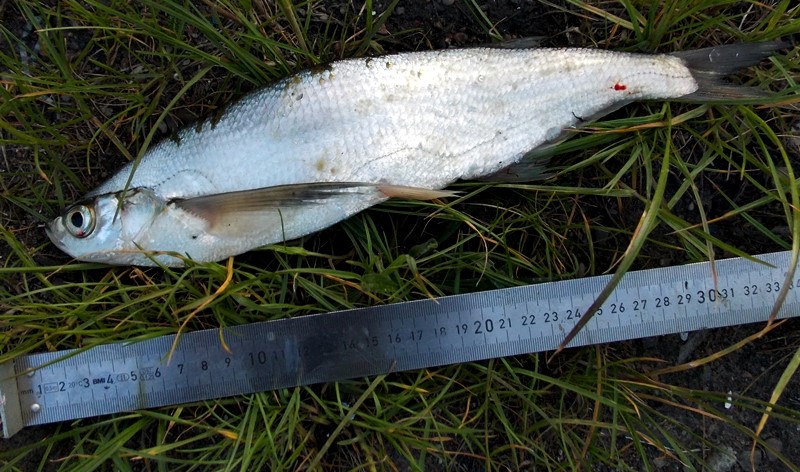 Ryba ciosa długości około 30 centymetrów leżąca na trawie, poniżej ryby znajduje się stalowa miarka.