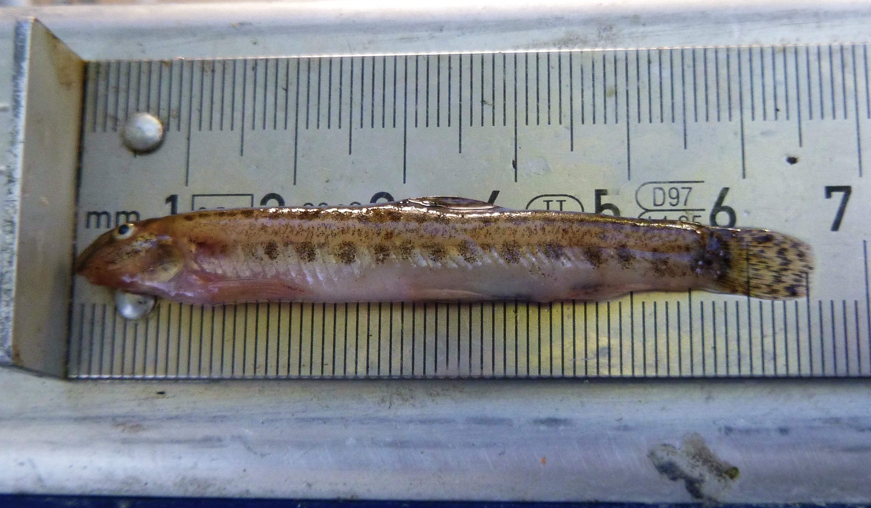 Ryba koza długości około 7 centymetrów leży na metalowej miarce