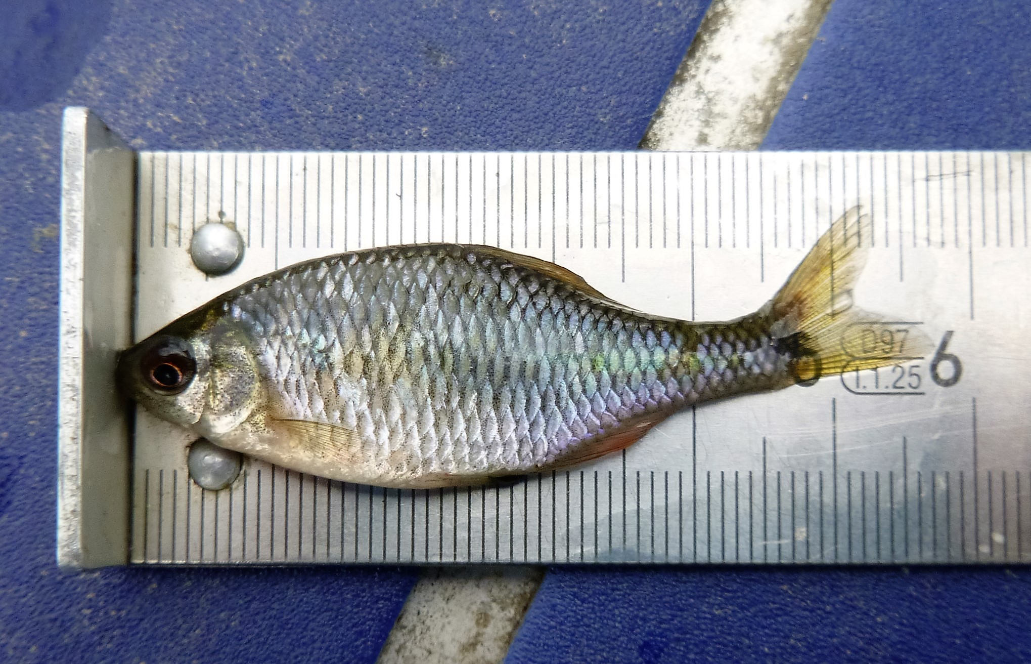 Ryba różanka długości około 6 centymetrów leżąca na miarce stalowej
